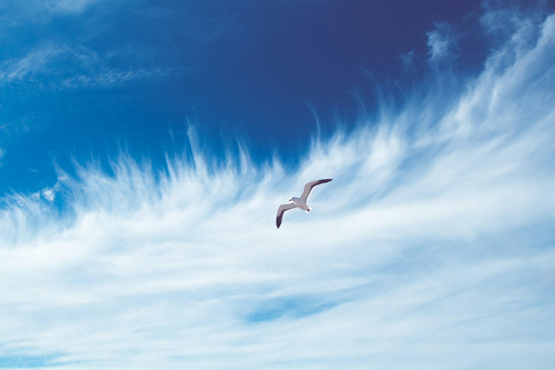 bird flying on sky